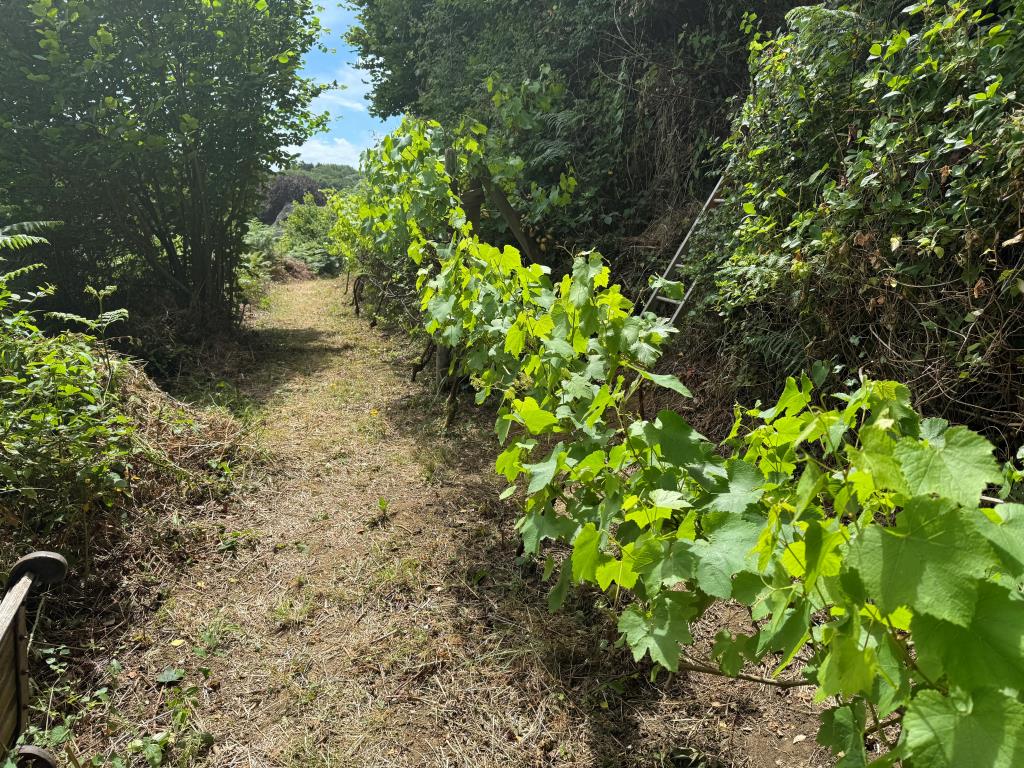 Lot: 75 - VILLAGE CENTRE LAND WITH POTENTIAL AND EXISTING SUMMER HOUSE - Looking back Along the Grapevines